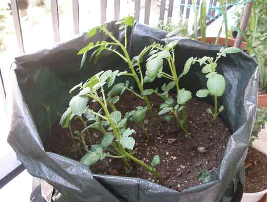 Φυτεύουμε πατάτες στο μπαλκόνι