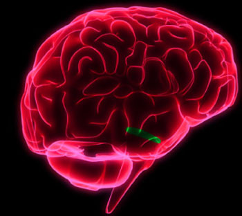 Η καισαρική τομή επηρεάζει την ανάπτυξη του εγκεφάλου
