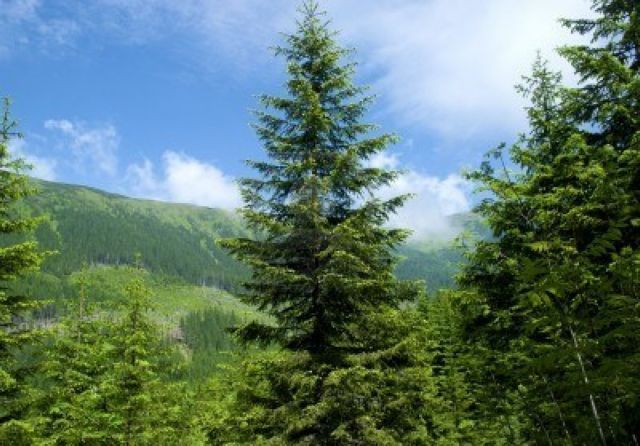 Δωδεκάχρονος Σλοβάκος δώρισε 5.000 ευρώ για να σώσει ένα δάσος