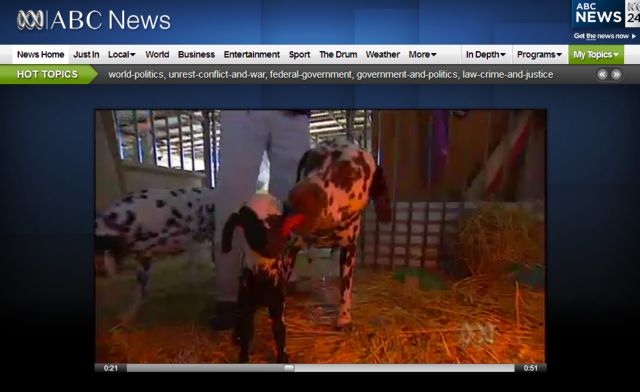 Ορφανό «παρδαλό» αρνάκι υιοθετήθηκε από σκύλο Δαλματίας στην Αυστραλία