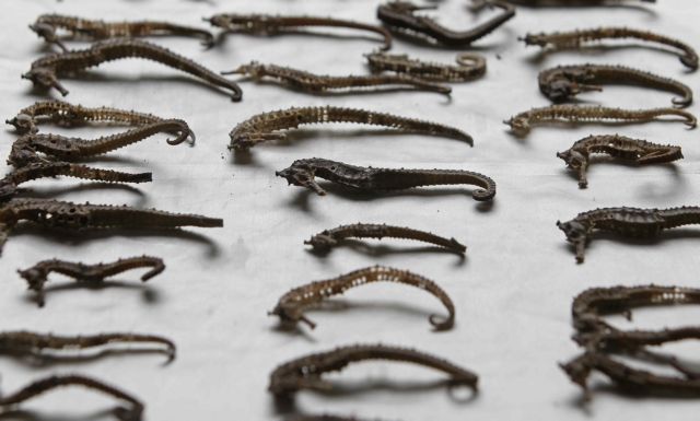 Χιλιάδες «αποξηραμένοι» ιππόκαμποι κατασχέθηκαν στο Περού