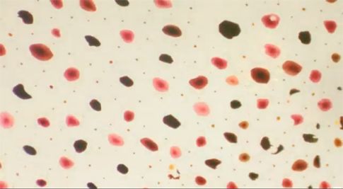 Φωτορυθμικό καλαμάρι, νέο αξεσουάρ για το iPod