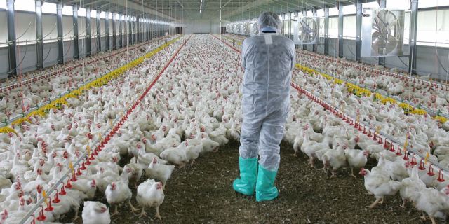 Καρτέλ στην αγορά κοτόπουλου εντόπισε η Επιτροπή Ανταγωνισμού