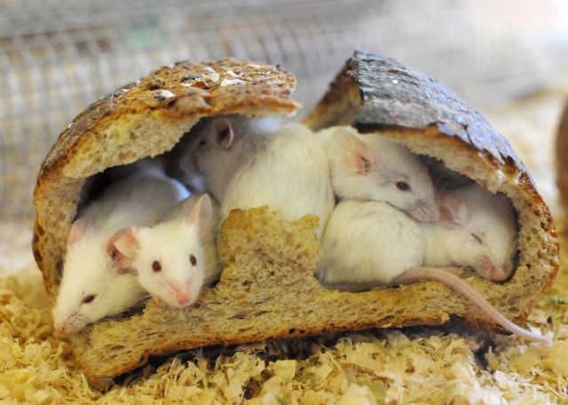 Γονιδιακή θεραπεία θεραπεύει τη συγγενή ανοσμία