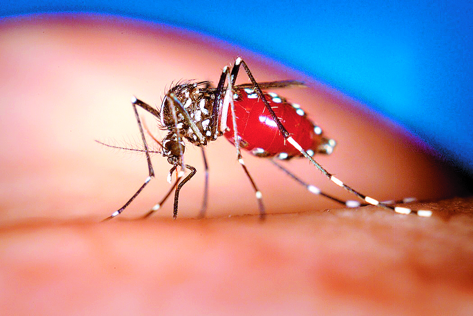 Με ελονοσία νοσηλεύεται στη Λάρισα 7χρονο κορίτσι