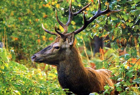 Πώς οι κυνηγοί επεμβαίνουν στην εξέλιξη των ελαφιών