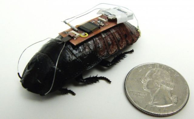 Ζωντανές τηλεκατευθυνόμενες κατσαρίδες βολτάρουν στο εργαστήριο