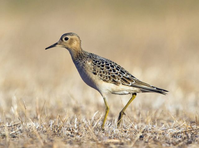 Αναπάντεχη προσγείωση αμερικανικού πτηνού στο «Ελευθέριος Βενιζέλος»