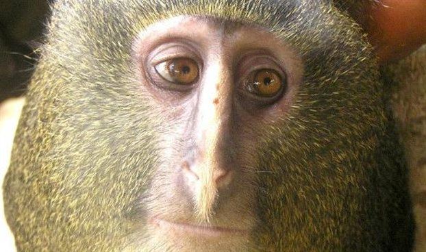 Αιχμάλωτος πίθηκος στην Αφρική αναγνωρίζεται ως νέο είδος