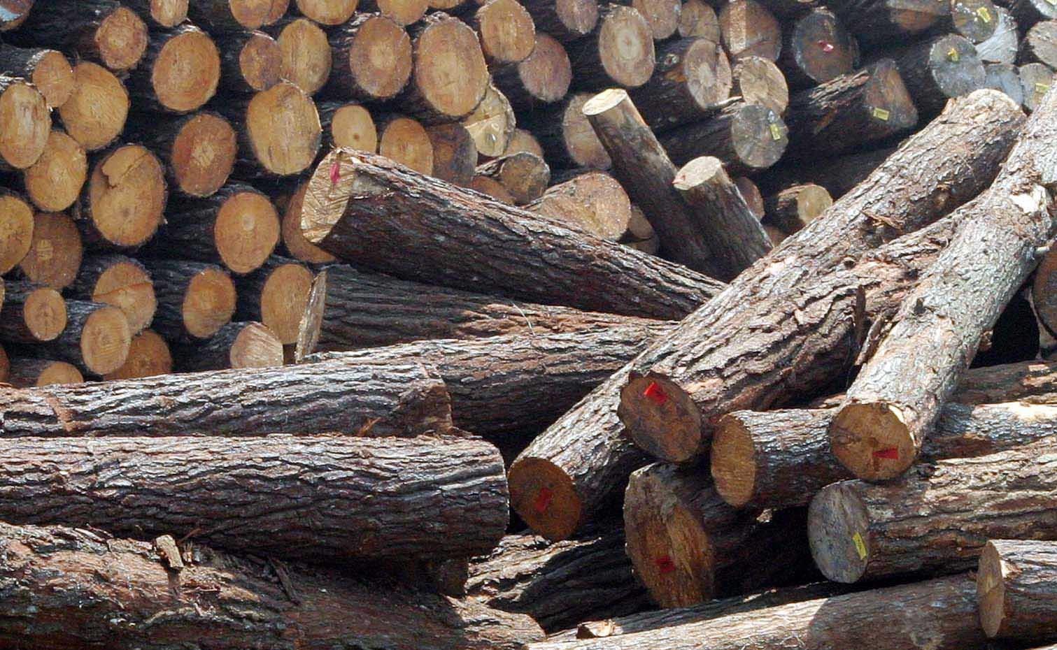 Μέτρα για την καταπολέμηση της λαθροϋλοτομίας πρόκειται να λάβει το ΥΠΕΚΑ