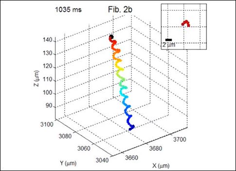 Νέο σύστημα απεικόνισης δείχνει την ελικοειδή κίνηση των σπερματοζωαρίων