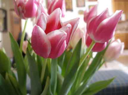 Φυτέψτε βολβούς για Ίριδες και Τουλίπες