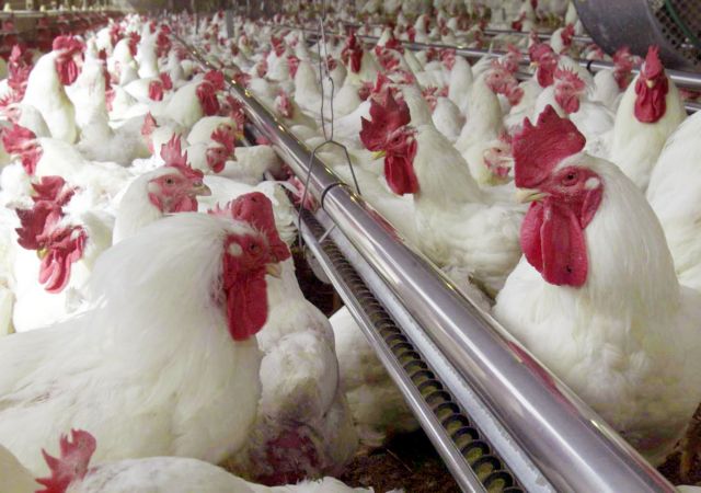 Νεοκλασικό κοτέτσι σχεδιάζει να κατασκευάσει Βρετανός μάνατζερ