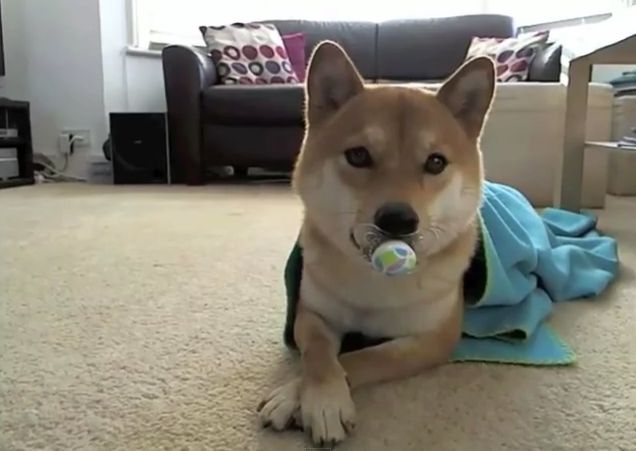 Μήπως είναι αυτός ο πιο έξυπνος σκύλος στον κόσμο;