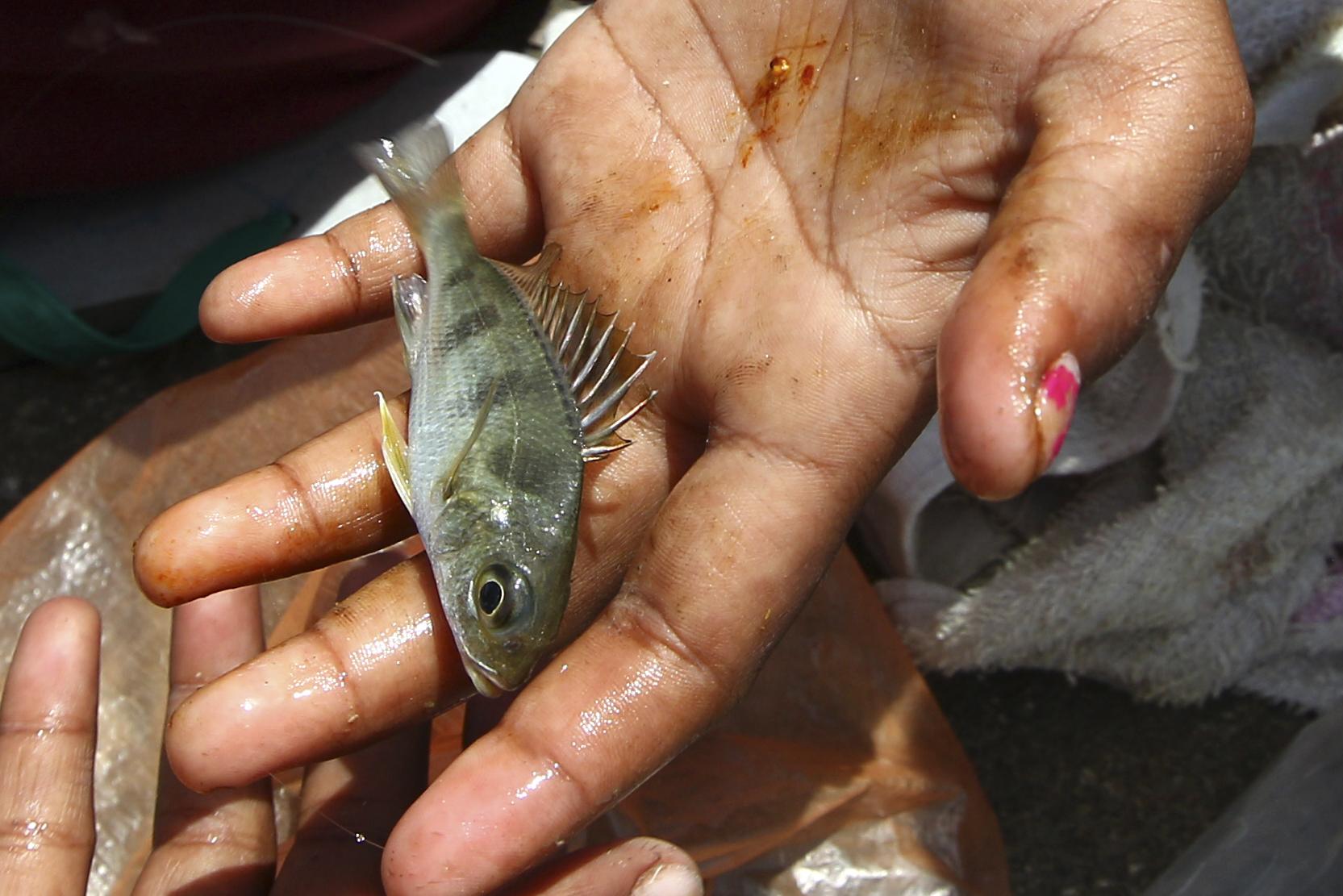 Η κλιματική αλλαγή «προκαλεί συρρίκνωση των ψαριών»