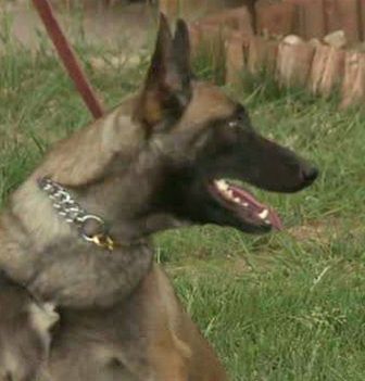 Σκυλίτσα γίνεται η μόνη εξουσιοδοτημένη αστυνομικός σε πόλη των ΗΠΑ