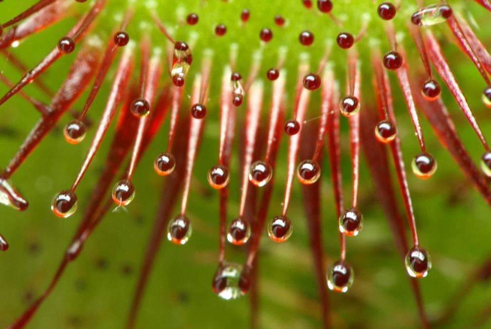 Στην Αυστραλία, το πιο γρήγορο πιστόλι του φυτικού βασιλείου