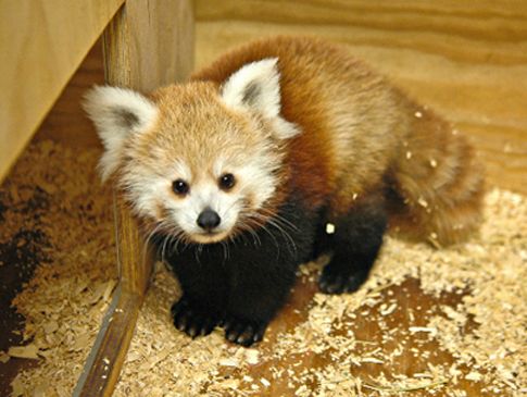 Νεογέννητο πάντα παίρνει το όνομα διάσημου σταρ του ΝΒA