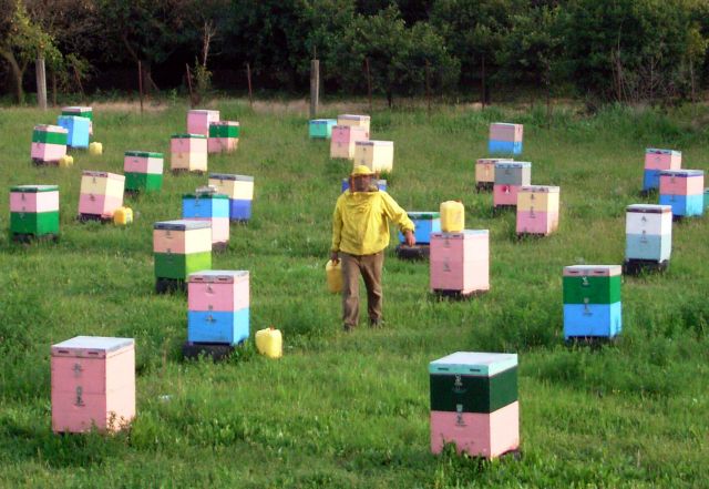 Εγκρίθηκε πρόγραμμα 360.000 ευρώ για τη στήριξη της μελισσοκομίας