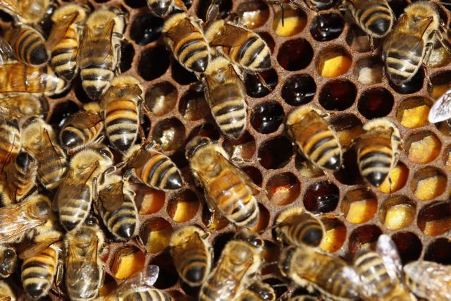 Μέλισσες εθισμένες στο… junk food παράγουν μέλι σε αποχρώσεις του μπλε