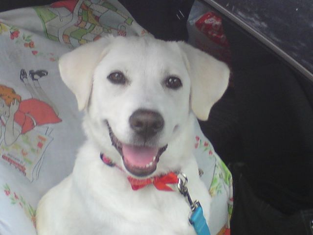 Μια κορνίζα του σκύλου μας στο γραφείο «αυξάνει την παραγωγικότητα»