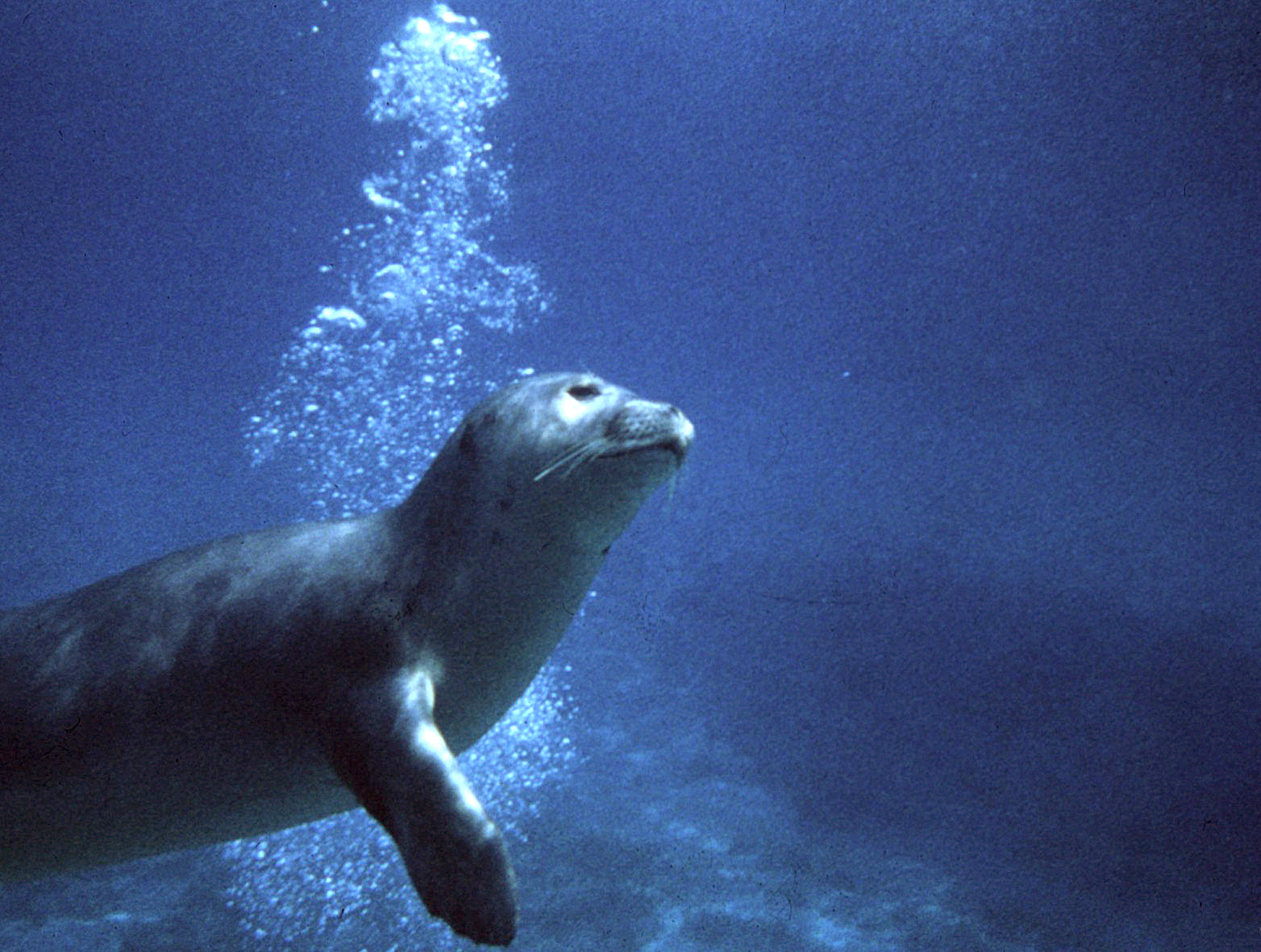 WWF-MOm:Σεμινάριο για τα θαλάσσια θηλαστικά στη Θεσσαλονίκη