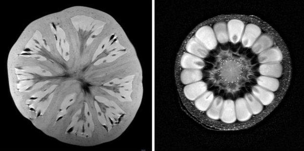 Ζαρζαβατικά αποκαλύπτουν τον εσωτερικό τους κόσμο στον τομογράφο