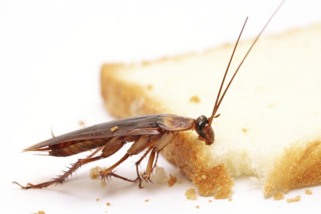 Ένας 32χρονος πέθανε αφού κέρδισε διαγωνισμό κατανάλωσης... κατσαρίδας με έπαθλο πύθωνα
