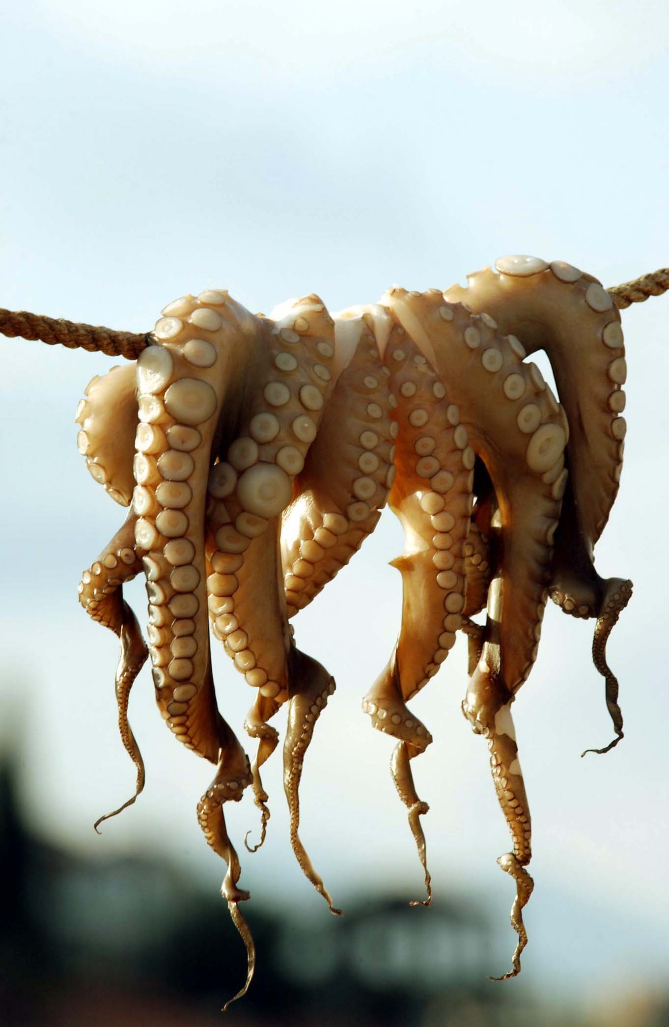 Ισόβια για Νοτιοκορεάτη που σκότωσε την φίλη του με ζωντανό χταπόδι