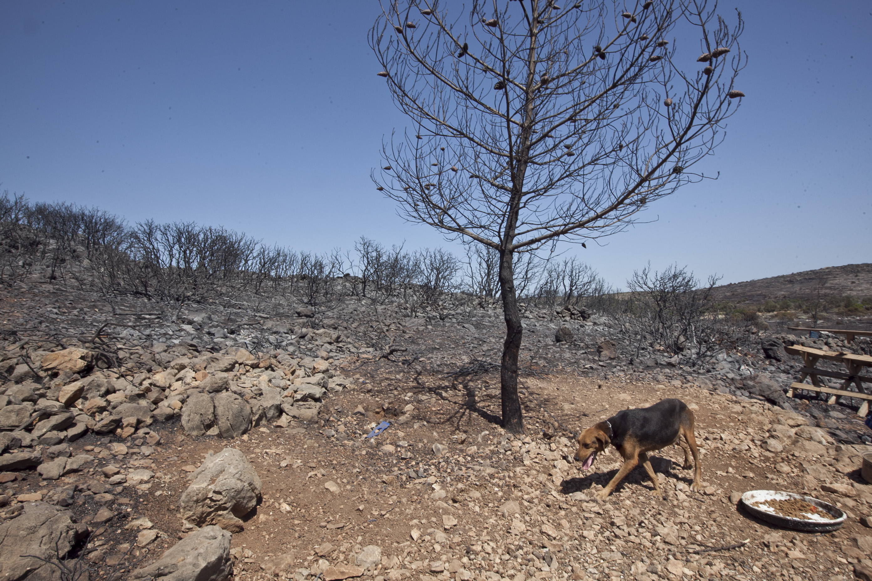 WWF: Χίος η επόμενη μέρα