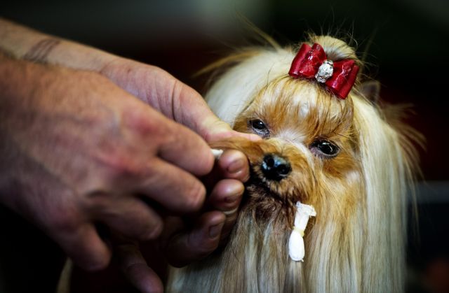 Τρεις μήνες φυλακή σε απαγωγέα… σκυλίτσας που ζητούσε λύτρα 30.000 ευρώ
