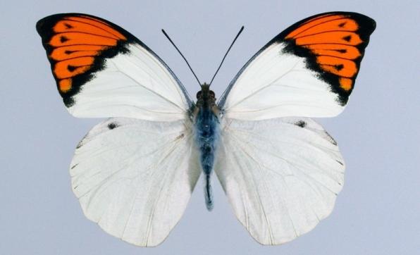 Όμορφη ασιατική πεταλούδα έκρυβε θανάσιμο μυστικό