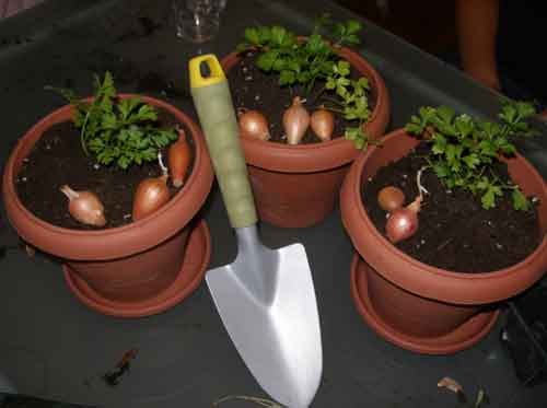 Φτιάχνω κήπο με τα χεράκια μου