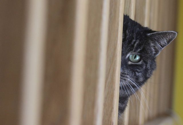 Το κυνήγι μιας γάτας οδήγησε στην ανακάλυψη αρχαίου ρωμαϊκού τάφου