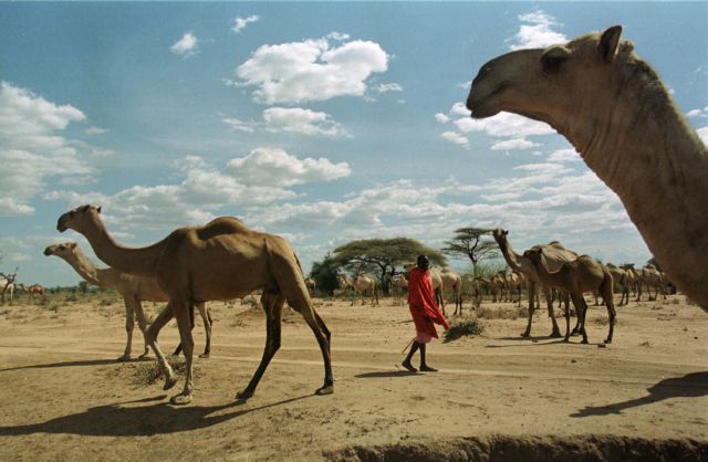 «Καμελ-τσίνο» σερβίρει καφετέρια στο Ντουμπάι