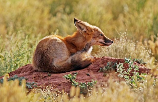 Κρούσμα λύσσας εμφανίστηκε μετά από 25 χρόνια σε αλεπού στην Κοζάνη