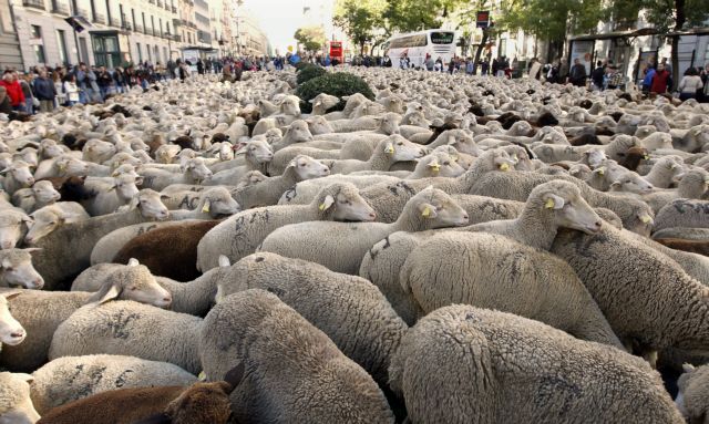 Χιλιάδες πρόβατα στους δρόμους της Μαδρίτης κατέβασαν Ισπανοί κτηνοτρόφοι