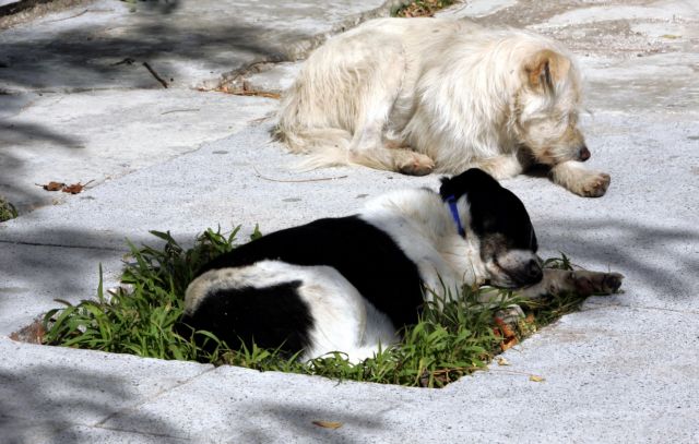 Εμβολιασμό οικόσιτων και αδέσποτων ζώων κατά της λύσσας συνιστούν οι ειδικοί