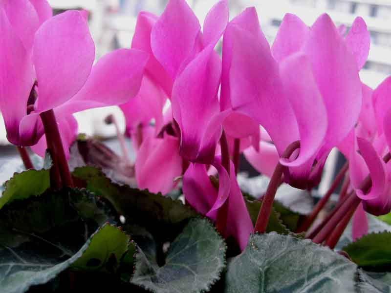 Κήπος και μπαλκόνι με πολύχρωμα λουλούδια