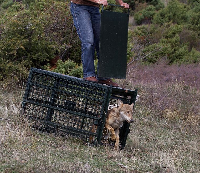Η πρώτη επανένταξη λύκου στη φύση από τον ΑΡΚΤΟΥΡΟ