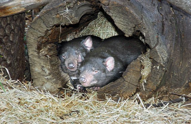 Οι δαίμονες αποχαιρετούν την Τασμανία