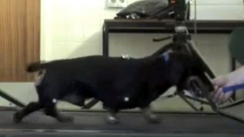 Σκύλοι που ξαναπερπατούν προσφέρουν ελπίδα κατά της παράλυσης