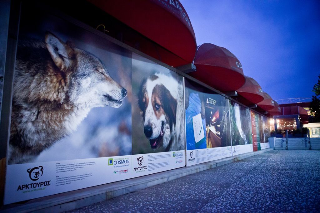 Ο ΑΡΚΤΟΥΡΟΣ γεμίζει το Mediterranean Cosmos με αρκούδες και λύκους