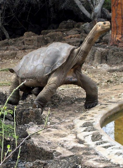 Τελικά ο «Μοναχικός Χόρχε» ίσως δεν ήταν η τελευταία χελώνα στο σόι του