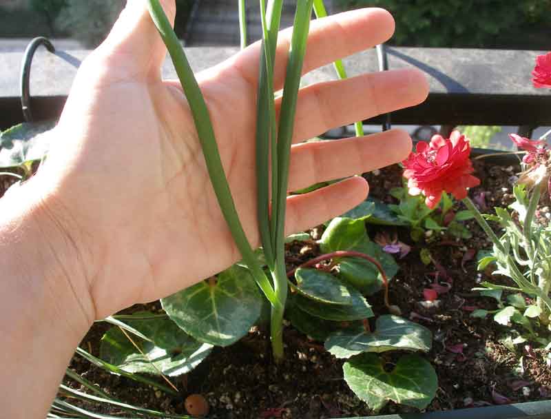 Φυτεύουμε μπρόκολα και κρεμμυδάκια