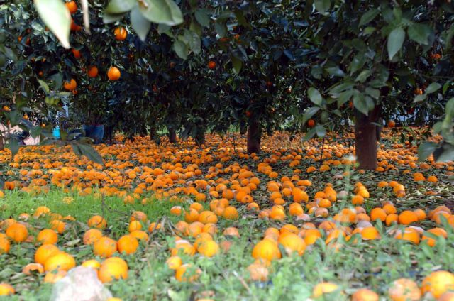 Περίπου 4.000 οι αιτήσεις για μίσθωση αγροτικής και κτηνοτροφικής γης