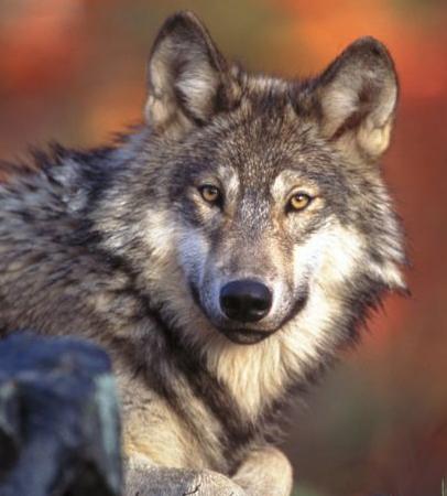 Ένας ακόμα λύκος νεκρός σε τροχαίο ατύχημα στη Φλώρινα