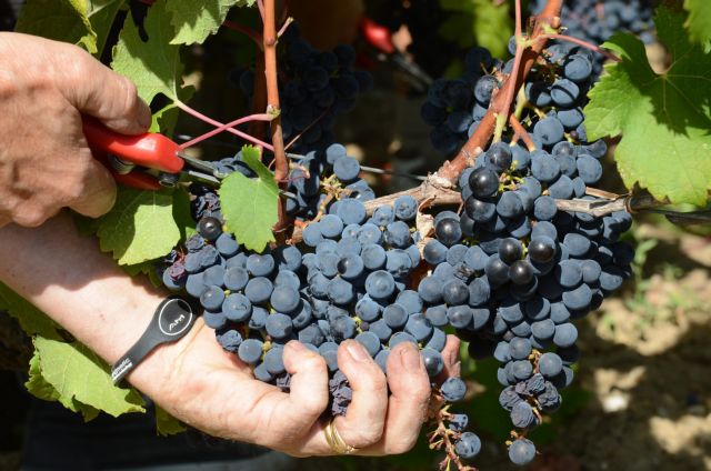 Στην Ανατολία φαίνεται ότι έχει τις ρίζες του το καλλιεργούμενο αμπέλι