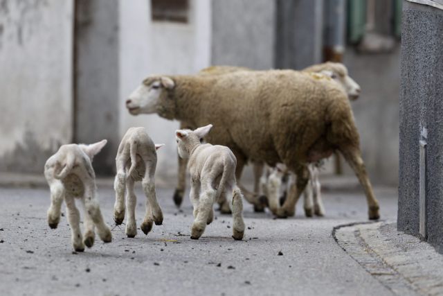 Χίλια αρνιά για τα 100 χρόνια ανεξαρτησίας σφάζει η Αλβανία