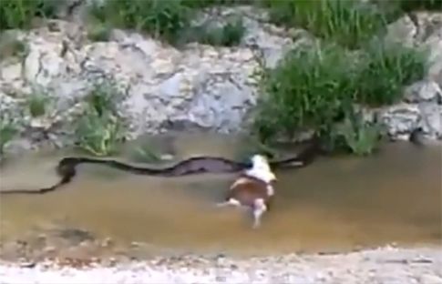 Ανακόντα βιντεοσκοπήθηκε να ξερνά ολόκληρη κατσίκα